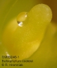 Bulbophyllum cootesii  (08)